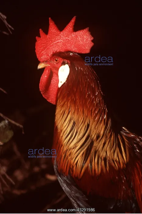  : BROWN LEGHORN CHICKEN