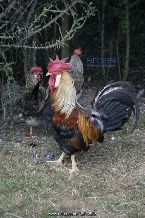 : Brown leghorn cock and hen Warwickshire : Brown leghorn cock and hen Warwickshire