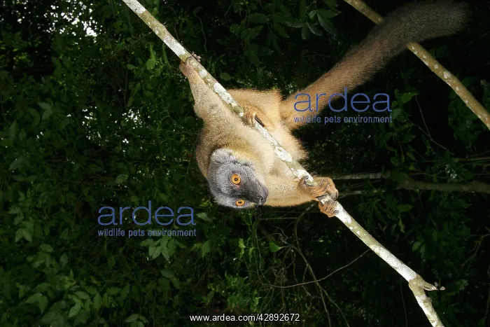 : Brown lemur : Brown lemur
