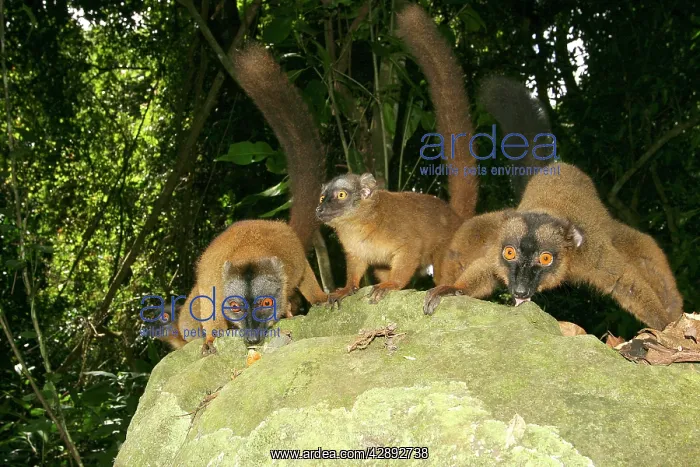 : Brown Lemur : Brown Lemur