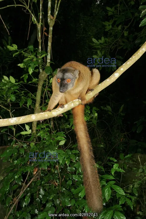 : Brown Lemur : Brown Lemur