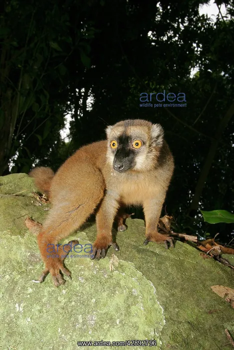 : Brown Lemur : Brown Lemur