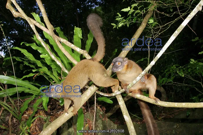: Brown Lemur : Brown Lemur