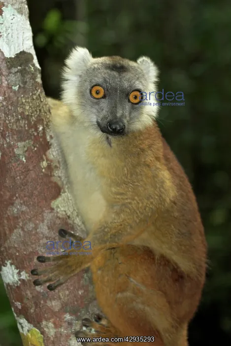 : Brown Lemur - Climbing tree : Brown Lemur - Climbing tree