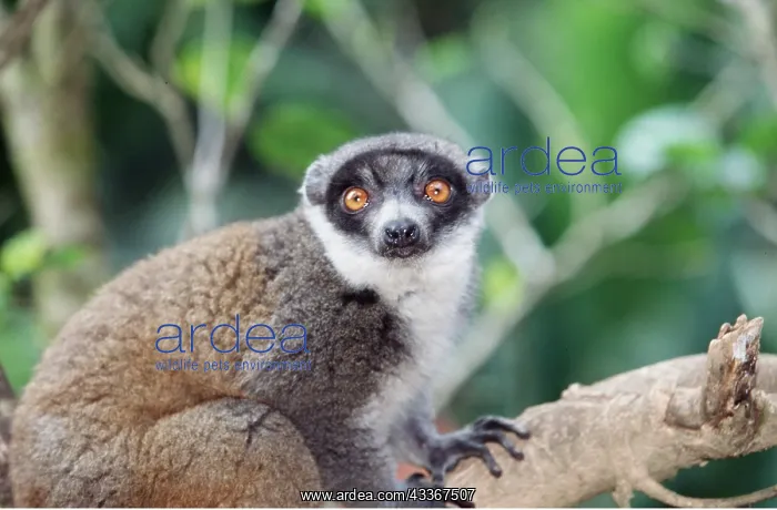 : BROWN LEMUR - close-up of head : BROWN LEMUR - close-up of head