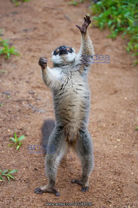 : Brown lemur (Eulemur fulvus) in the forest : Brown lemur (Eulemur fulvus) in the forest