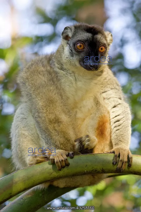 : Brown Lemur, Eulemur fulvus, in a tree in : Brown Lemur, Eulemur fulvus, in a tree in