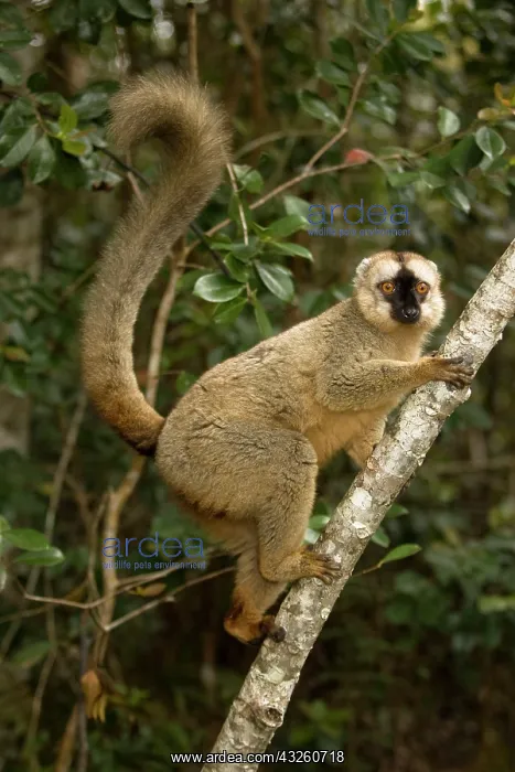 : Brown Lemur, Eulemur fulvus, in a tree in : Brown Lemur, Eulemur fulvus, in a tree in