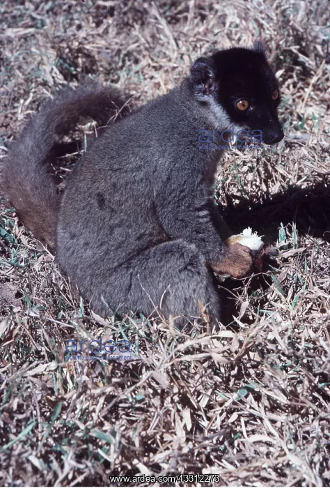 : BROWN LEMUR - Holding fruit : BROWN LEMUR - Holding fruit