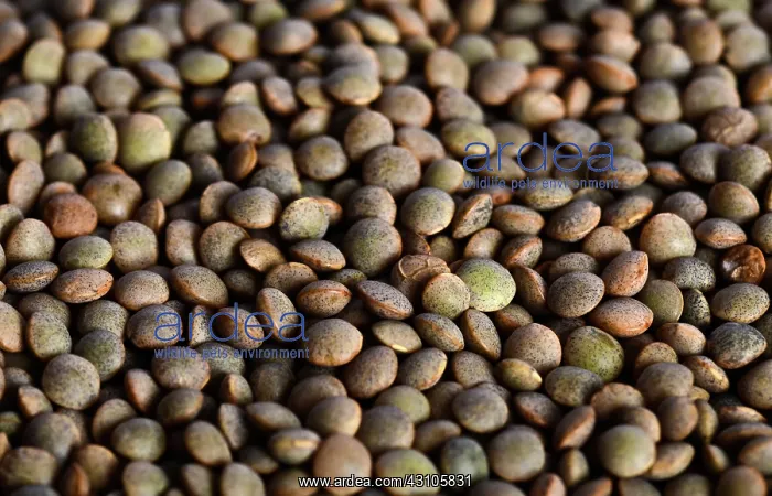 : Brown Lentils : Brown Lentils
