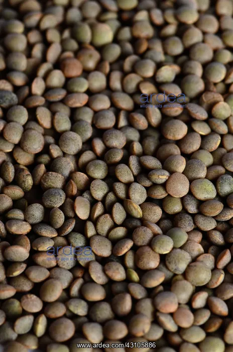 : Brown Lentils : Brown Lentils
