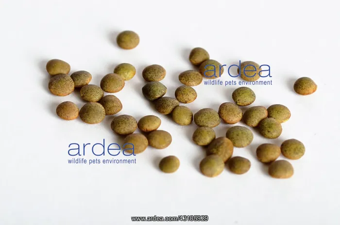 : Brown Lentils : Brown Lentils