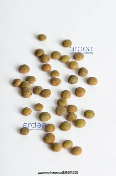 : Brown Lentils : Brown Lentils