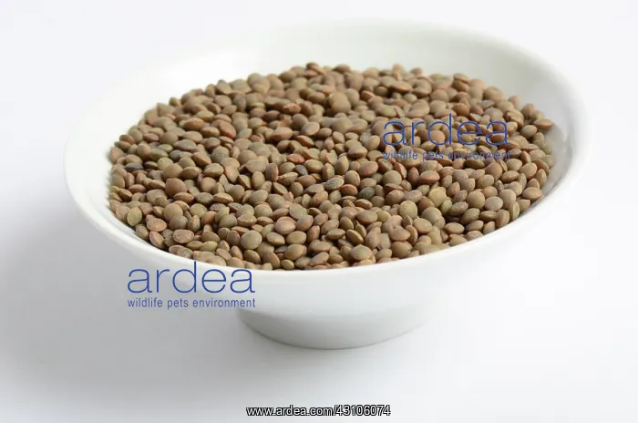  : Brown Lentils