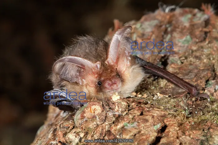 : Brown Long Eared Bat : Brown Long Eared Bat