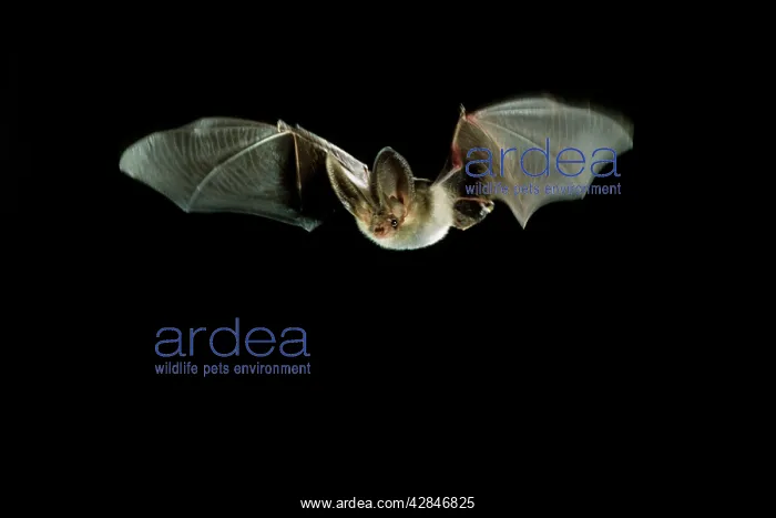 : Brown Long-eared Bat - in flight : Brown Long-eared Bat - in flight