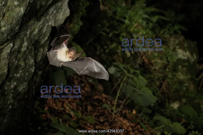 : Brown Long-eared Bat - in flight : Brown Long-eared Bat - in flight