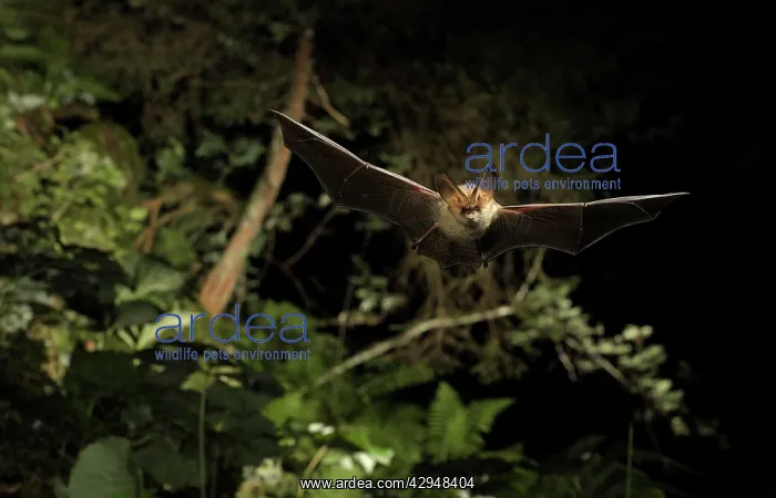: Brown Long-eared Bat - in flight : Brown Long-eared Bat - in flight
