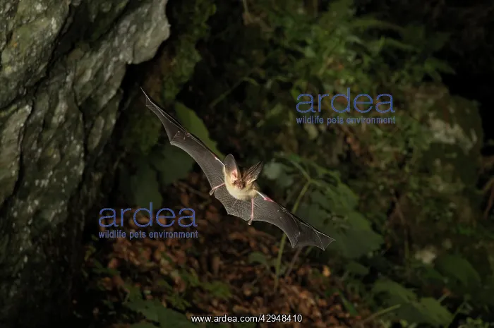 : Brown Long-eared Bat - in flight : Brown Long-eared Bat - in flight