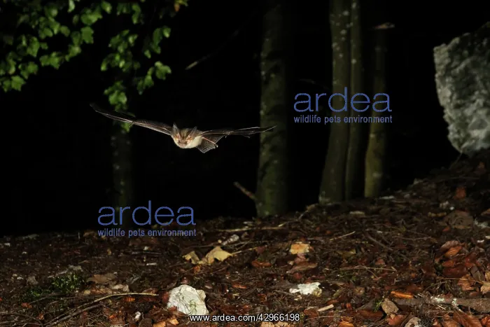 : Brown Long-eared Bat - in flight in a Fagus-abies : Brown Long-eared Bat - in flight in a Fagus-abies