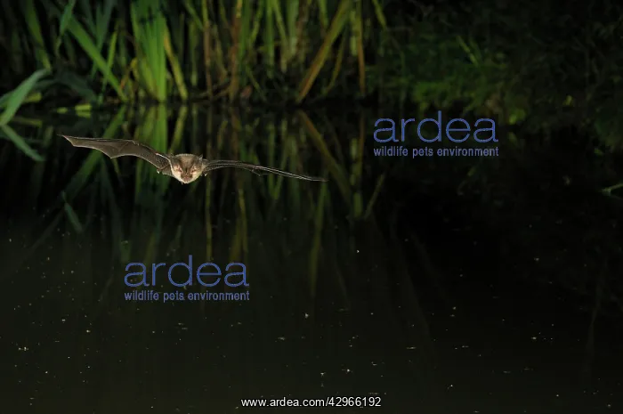: Brown Long-eared Bat - in flight above forest pond : Brown Long-eared Bat - in flight above forest pond