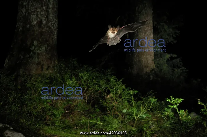 : Brown Long-eared Bat - in flight in a Picea sp : Brown Long-eared Bat - in flight in a Picea sp