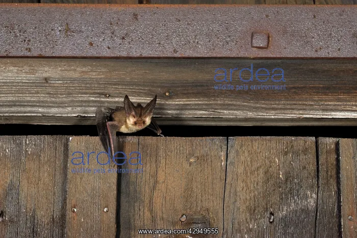 : Brown long-eared Bat - flying out of a barn : Brown long-eared Bat - flying out of a barn