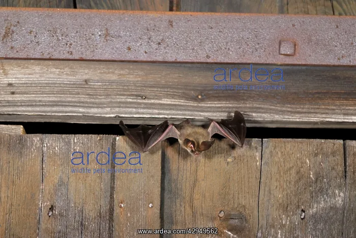 : Brown long-eared Bat - flying out of a barn : Brown long-eared Bat - flying out of a barn