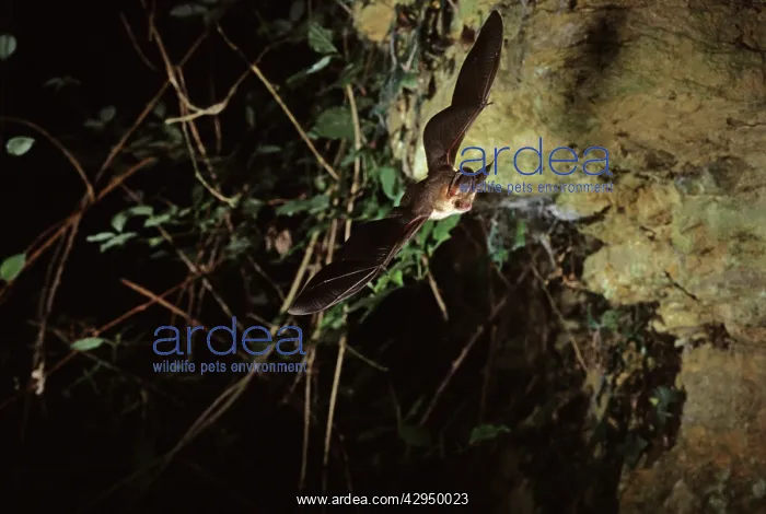 : Brown long-eared bat flying into a cave ( old iron mine) : Brown long-eared bat flying into a cave ( old iron mine)