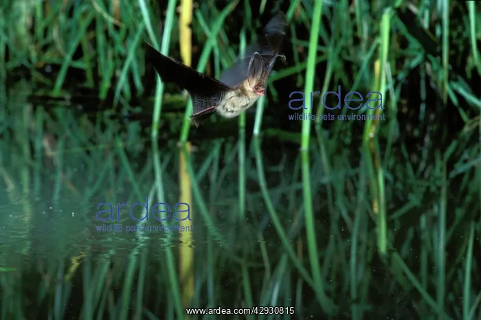 : Brown Long-eared / Common Long-eared / Long-eared : Brown Long-eared / Common Long-eared / Long-eared