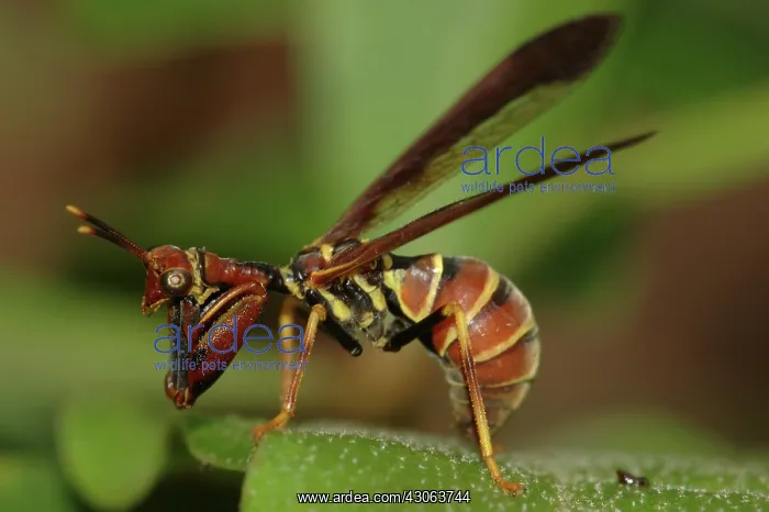 : Brown Mantidfly (Climaciella brunnea) : Brown Mantidfly (Climaciella brunnea)