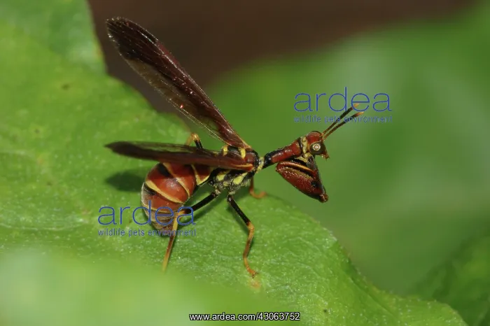: Brown Mantidfly (Climaciella brunnea) : Brown Mantidfly (Climaciella brunnea)