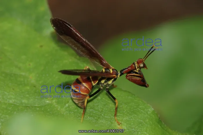 : Brown Mantidfly (Climaciella brunnea) : Brown Mantidfly (Climaciella brunnea)
