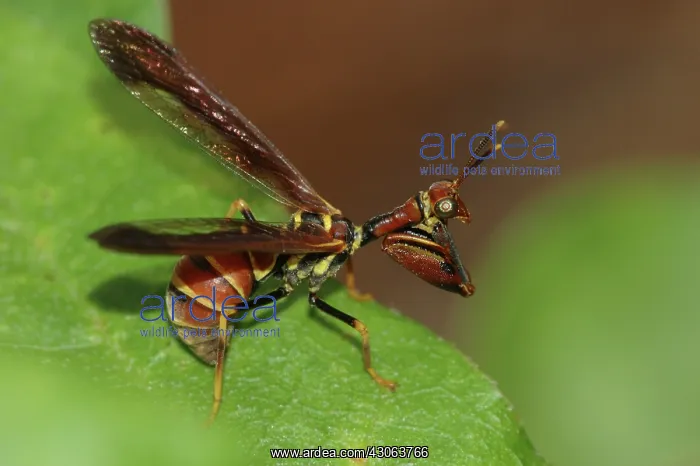 : Brown Mantidfly (Climaciella brunnea) : Brown Mantidfly (Climaciella brunnea)