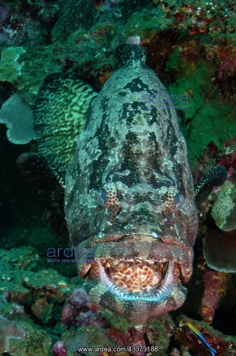 : Brown-Marbled Grouper : Brown-Marbled Grouper