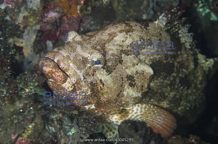 : Brown-Marbled Grouper - Liberty Wreck dive site : Brown-Marbled Grouper - Liberty Wreck dive site