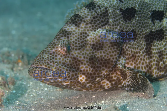 : Brown-Marbled Grouper - on sand - Dili Rock East : Brown-Marbled Grouper - on sand - Dili Rock East