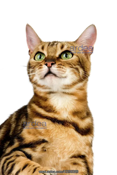 : Brown Marbled Tabby Bengal Domestic Cat, Portrait : Brown Marbled Tabby Bengal Domestic Cat, Portrait