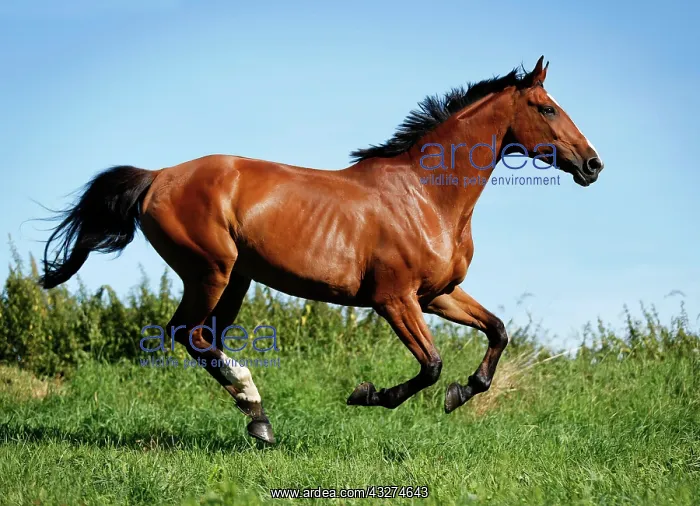 : Brown mare, Wielkopolska, Polish warmblooded horse : Brown mare, Wielkopolska, Polish warmblooded horse