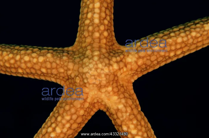: Brown Mesh Sea Star : Brown Mesh Sea Star