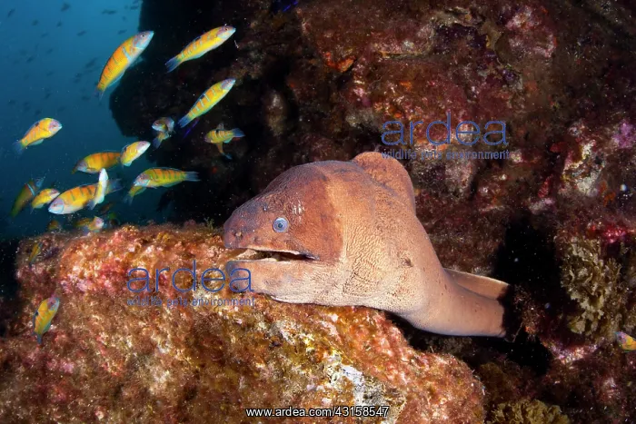 : Brown moray eel, Gymnothorax unicolor, Santa Maria : Brown moray eel, Gymnothorax unicolor, Santa Maria