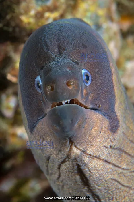 : Brown moray (Gymnothorax unicolor), Tenerife, Canary : Brown moray (Gymnothorax unicolor), Tenerife, Canary