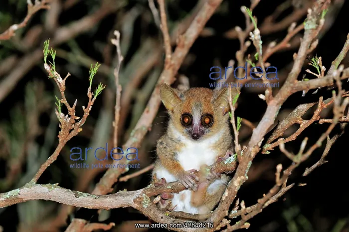  : Brown Mouse Lemur