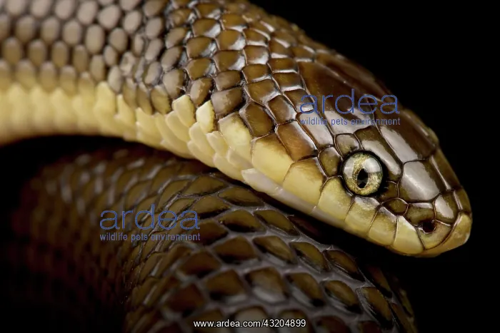 : Brown Mussurana (Paraphimophis rusticus), on bla : Brown Mussurana (Paraphimophis rusticus), on bla