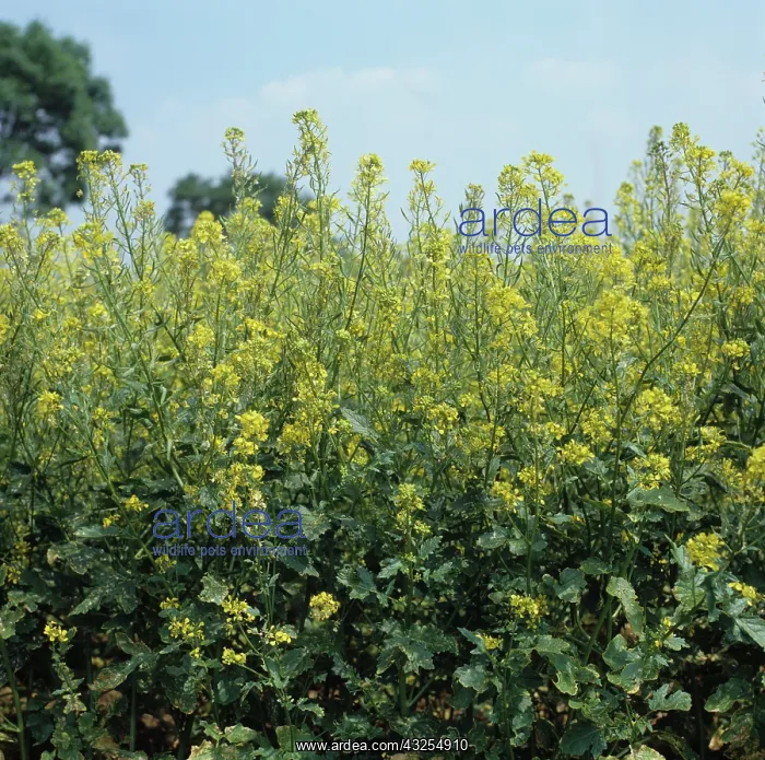 : Brown Mustard (Brassica juncea) : Brown Mustard (Brassica juncea)