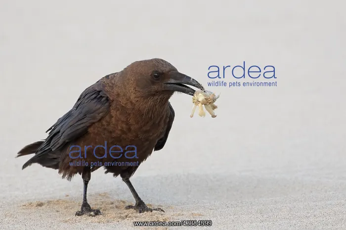 : Brown-necked raven (Corvus ruficollis) with caught : Brown-necked raven (Corvus ruficollis) with caught