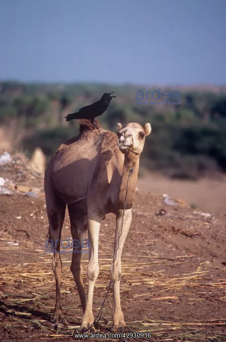 : Brown-necked raven perched on a camel calling : Brown-necked raven perched on a camel calling
