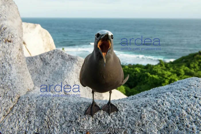 : Brown Noddy : Brown Noddy