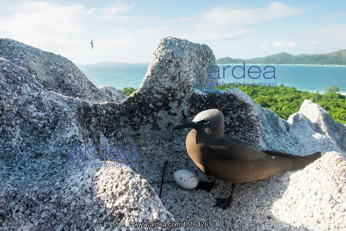 : Brown Noddy : Brown Noddy