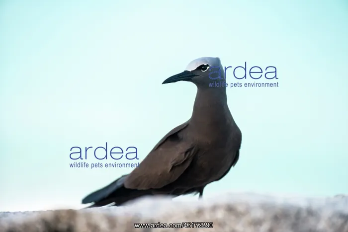 : Brown Noddy : Brown Noddy